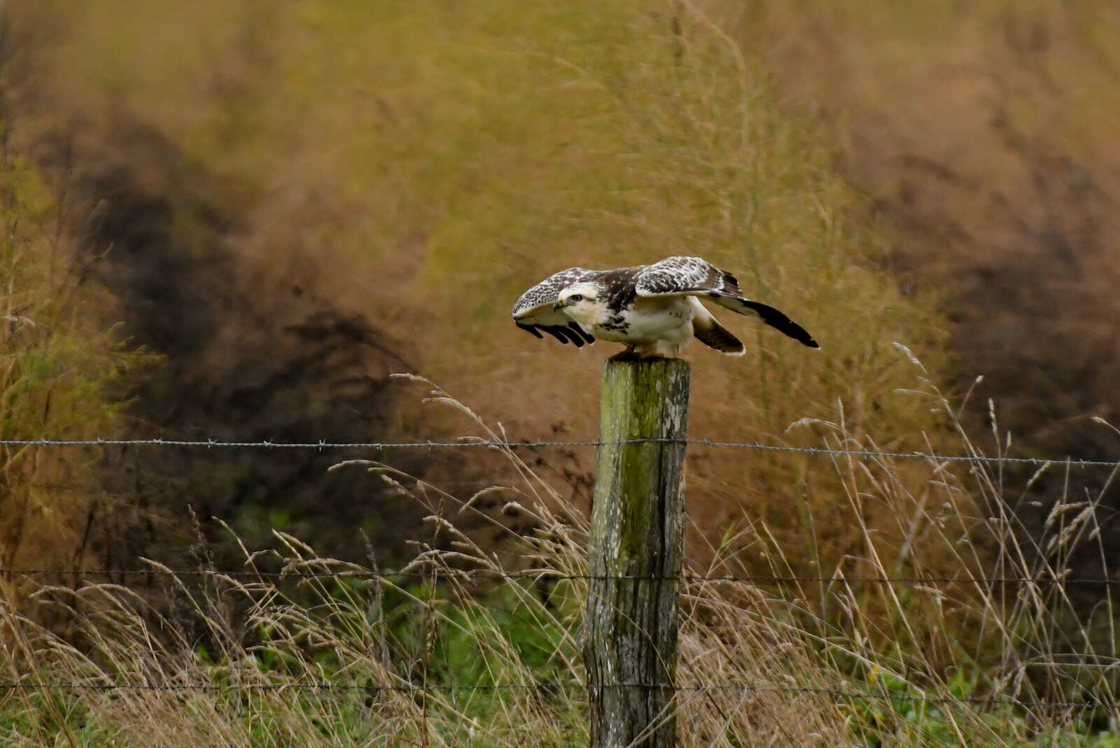 Nikon D500 sample photo. Common buzzard, bird of photography