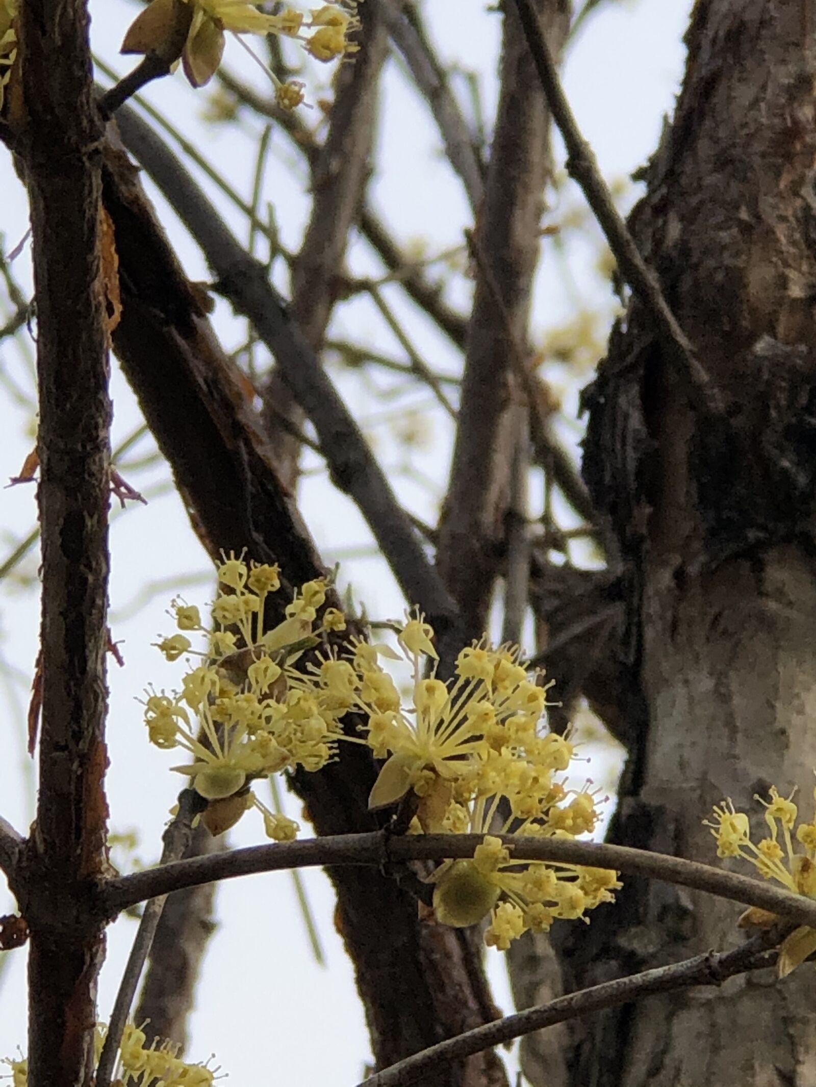 Apple iPhone 8 Plus + iPhone 8 Plus back dual camera 6.6mm f/2.8 sample photo. Cornus, wood, forest photography