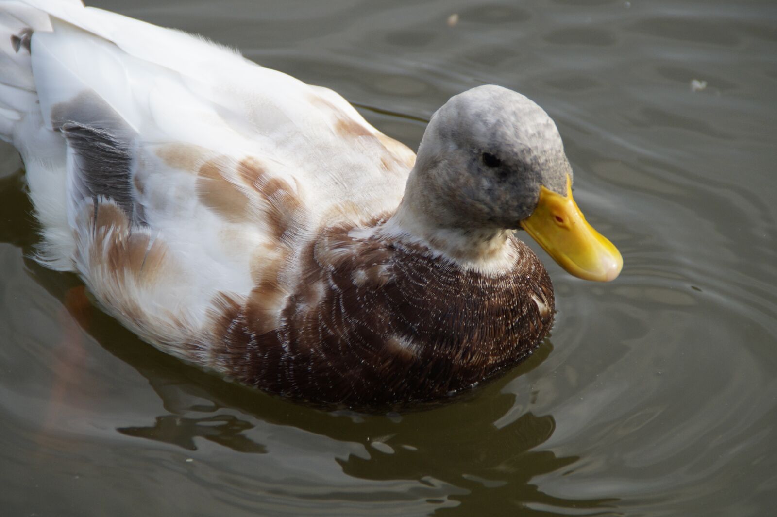 Sony SLT-A58 sample photo. Duck, drake, water photography