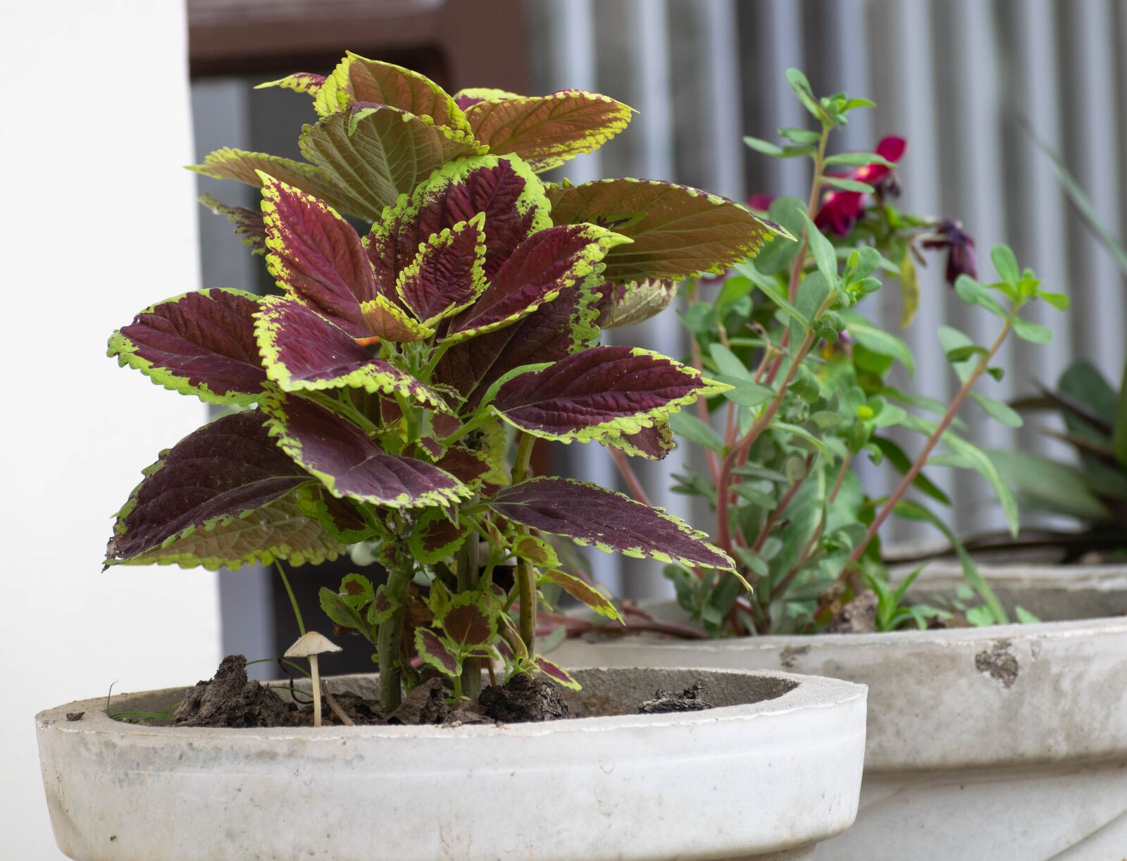 Nikon D3300 sample photo. Flowerpot, plant, pot photography
