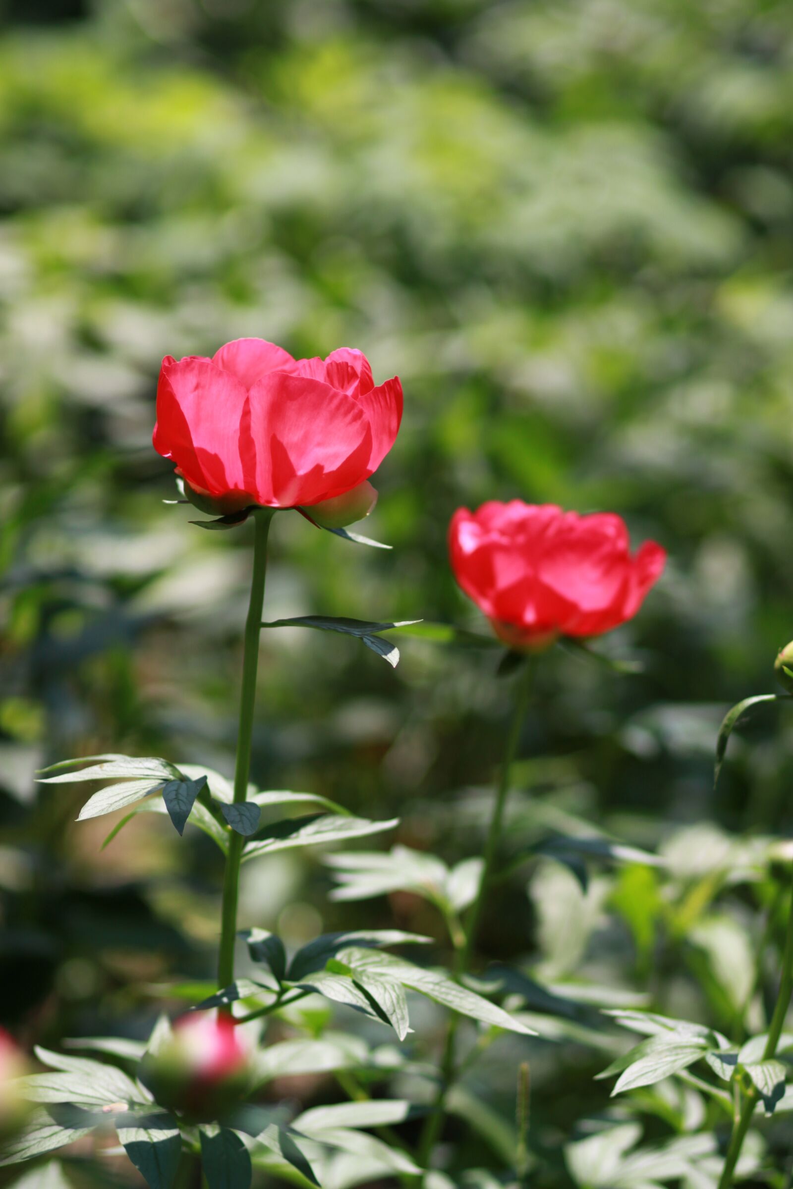 Canon EOS 500D (EOS Rebel T1i / EOS Kiss X3) sample photo. Noel online gift shop photography
