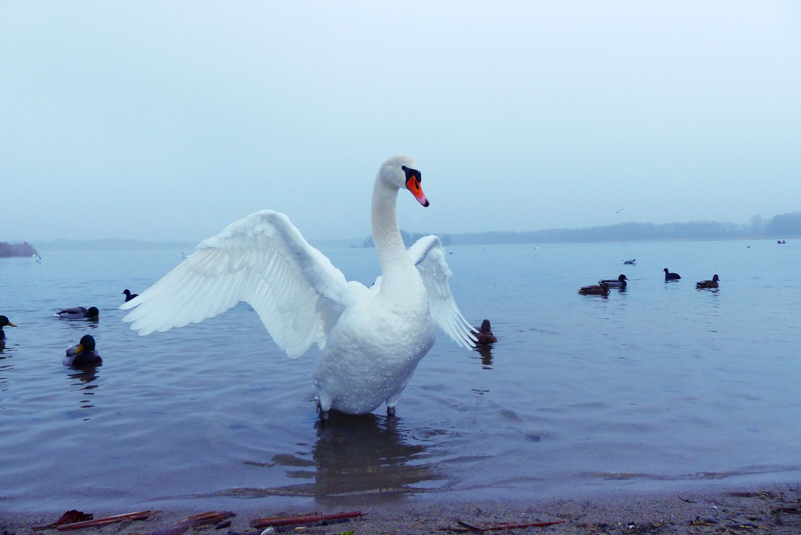 Panasonic Lumix DMC-FZ200 sample photo. Mute swan, wings, model photography