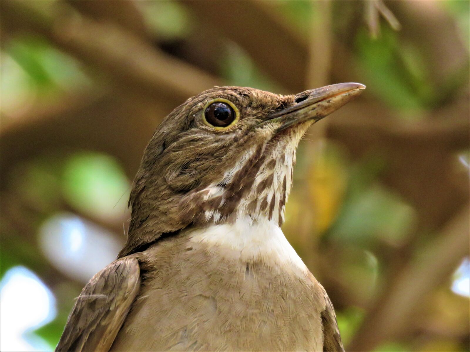 Canon PowerShot SX60 HS sample photo. Bird, nature, fauna photography