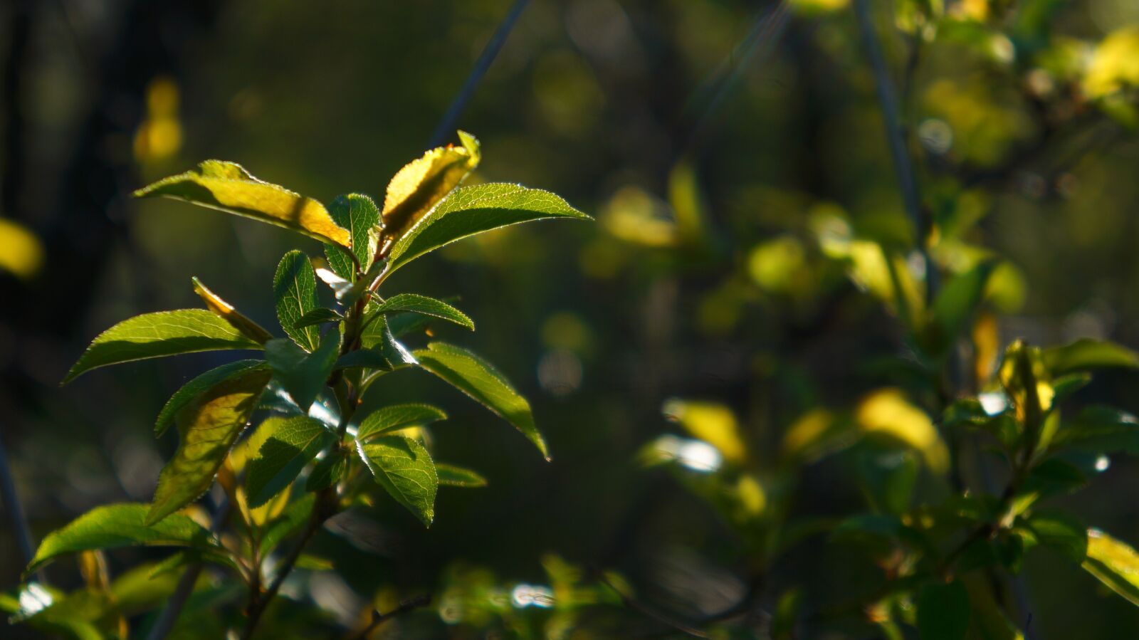 Sony Alpha a3000 + Sony E 18-55mm F3.5-5.6 OSS sample photo. Nature, plants, twigs photography