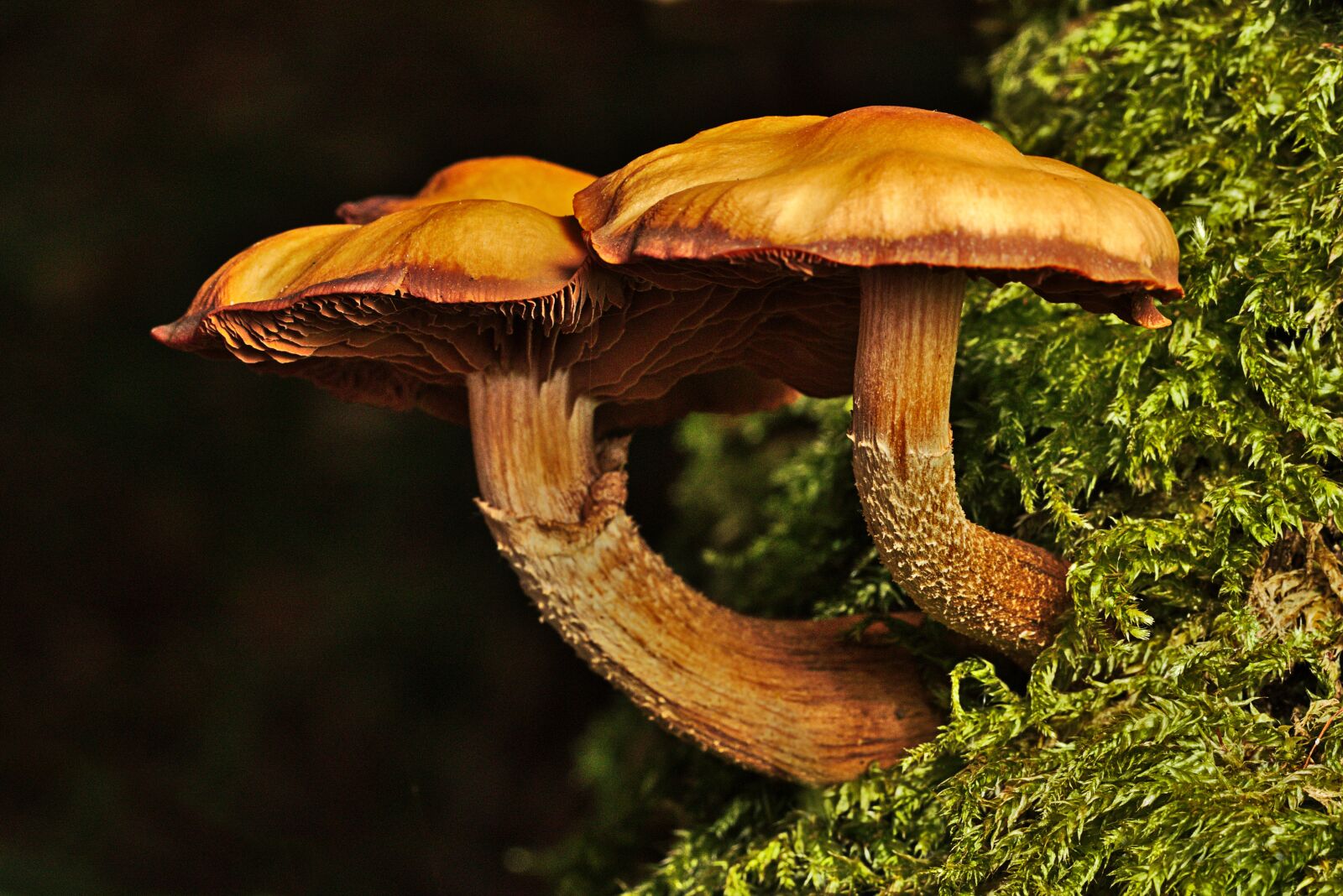 Canon EOS M5 sample photo. Mushroom, autumn, forest photography