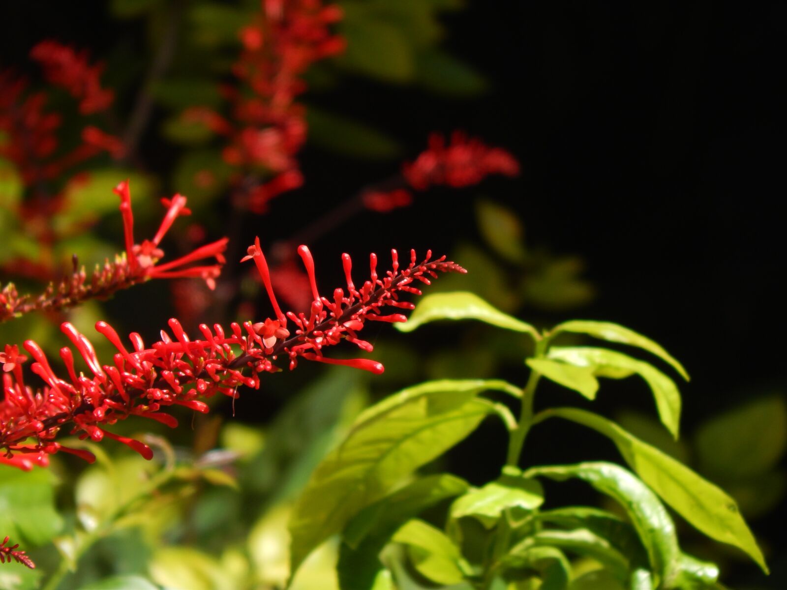 Nikon Coolpix L820 sample photo. Flower, red flowers, sunny photography