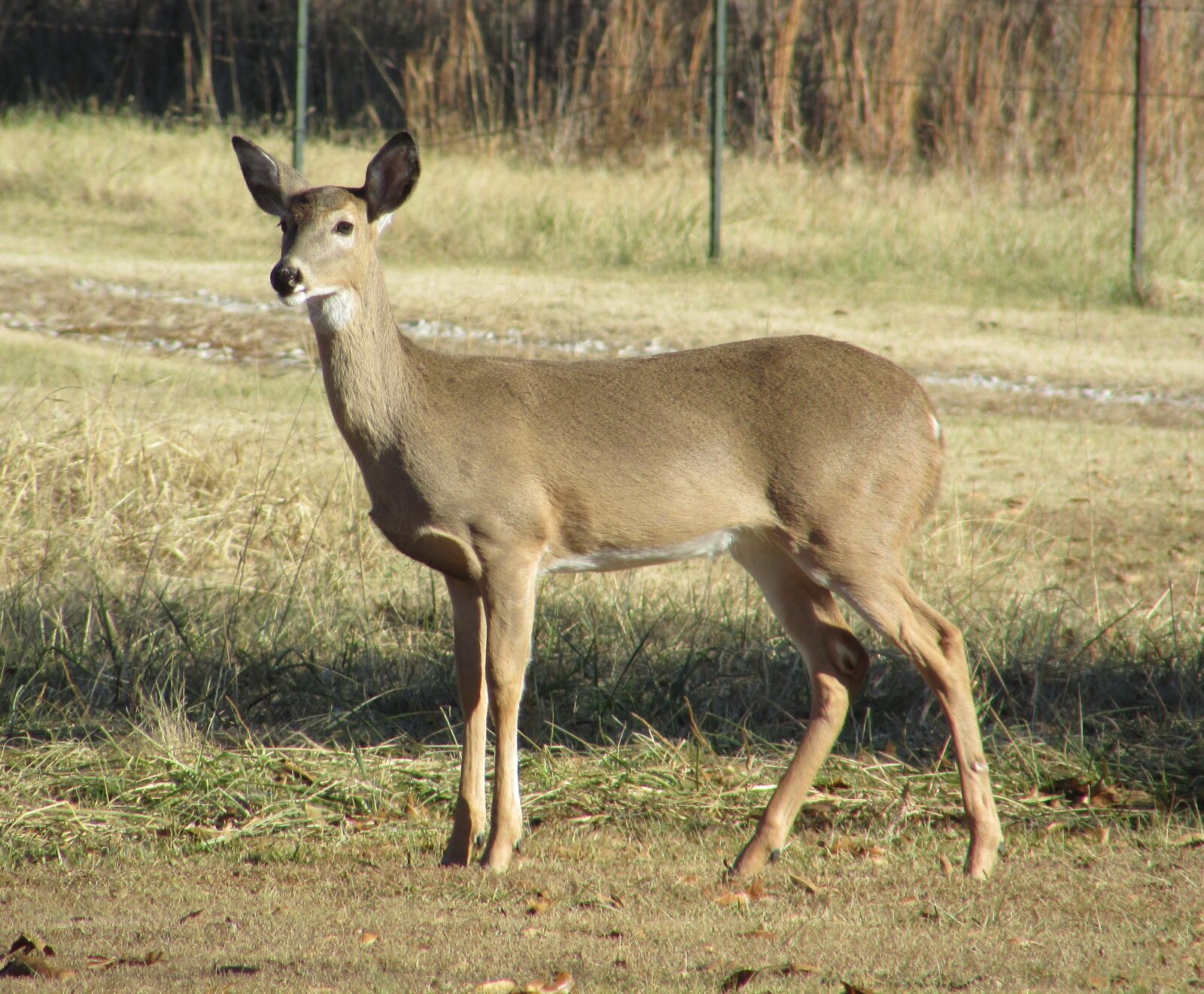 Canon PowerShot SX400 IS sample photo. Deer, whitetail, doe photography