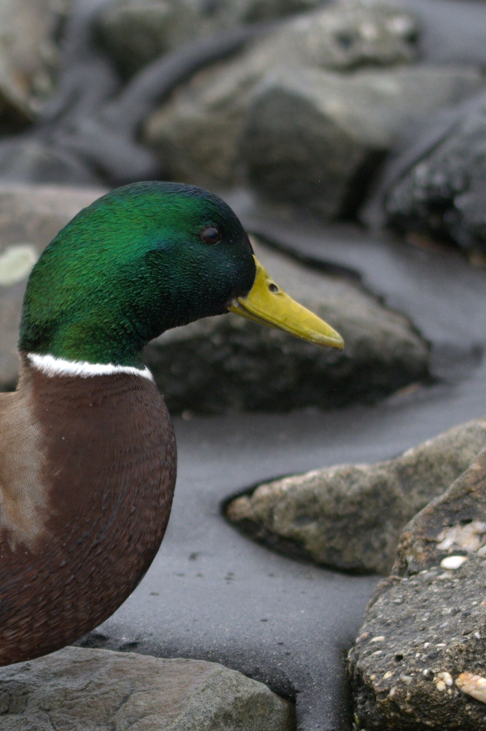 Nikon D5200 sample photo. Duck, ducks, bird photography