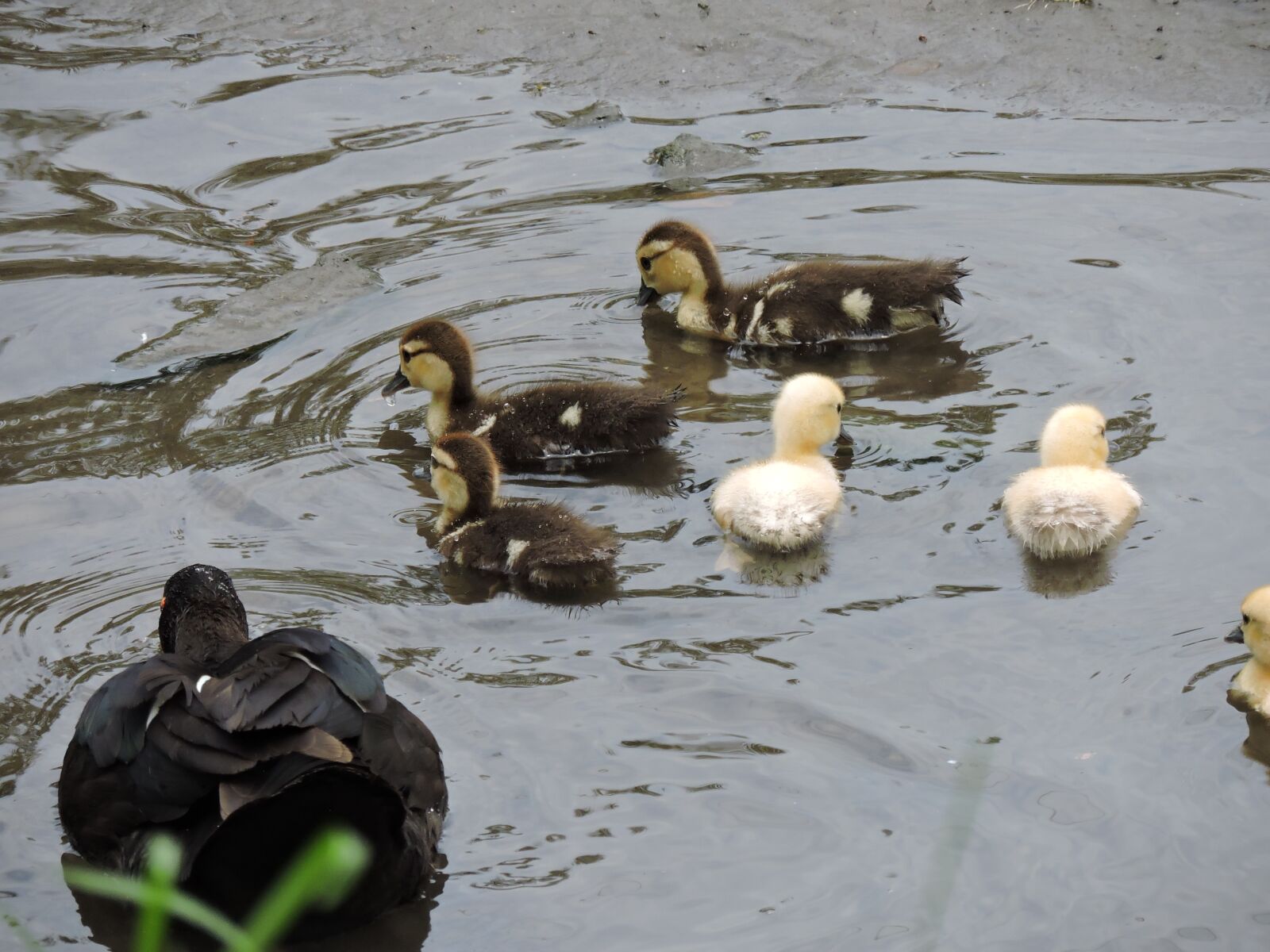 Nikon Coolpix P530 sample photo. Body of water, duck photography