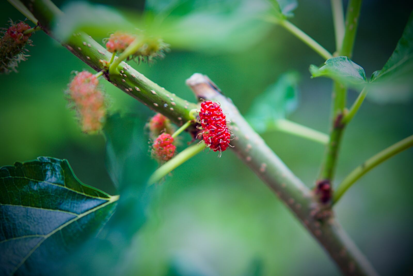 E 50mm F1.8 OSS sample photo. Fruit, mulberry, red photography