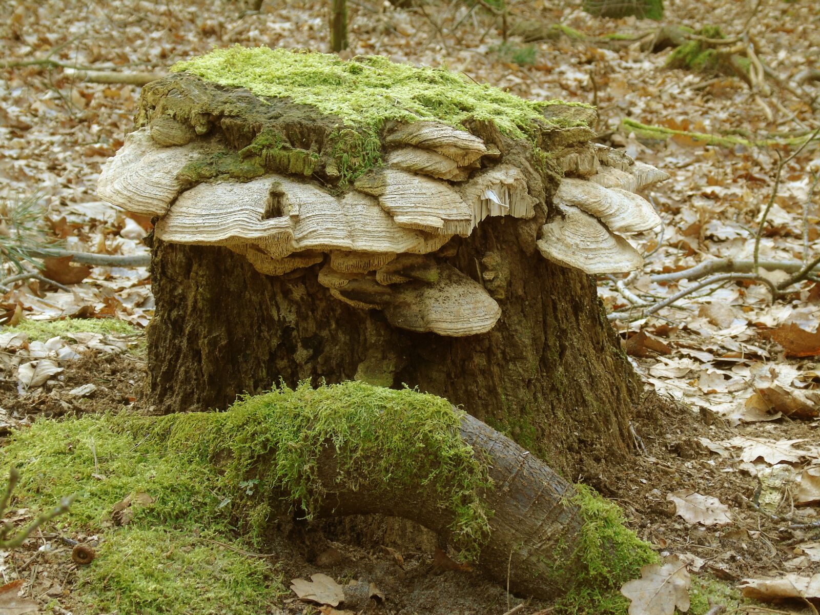 Sony Cyber-shot DSC-H400 sample photo. Tree stump, moss, forest photography