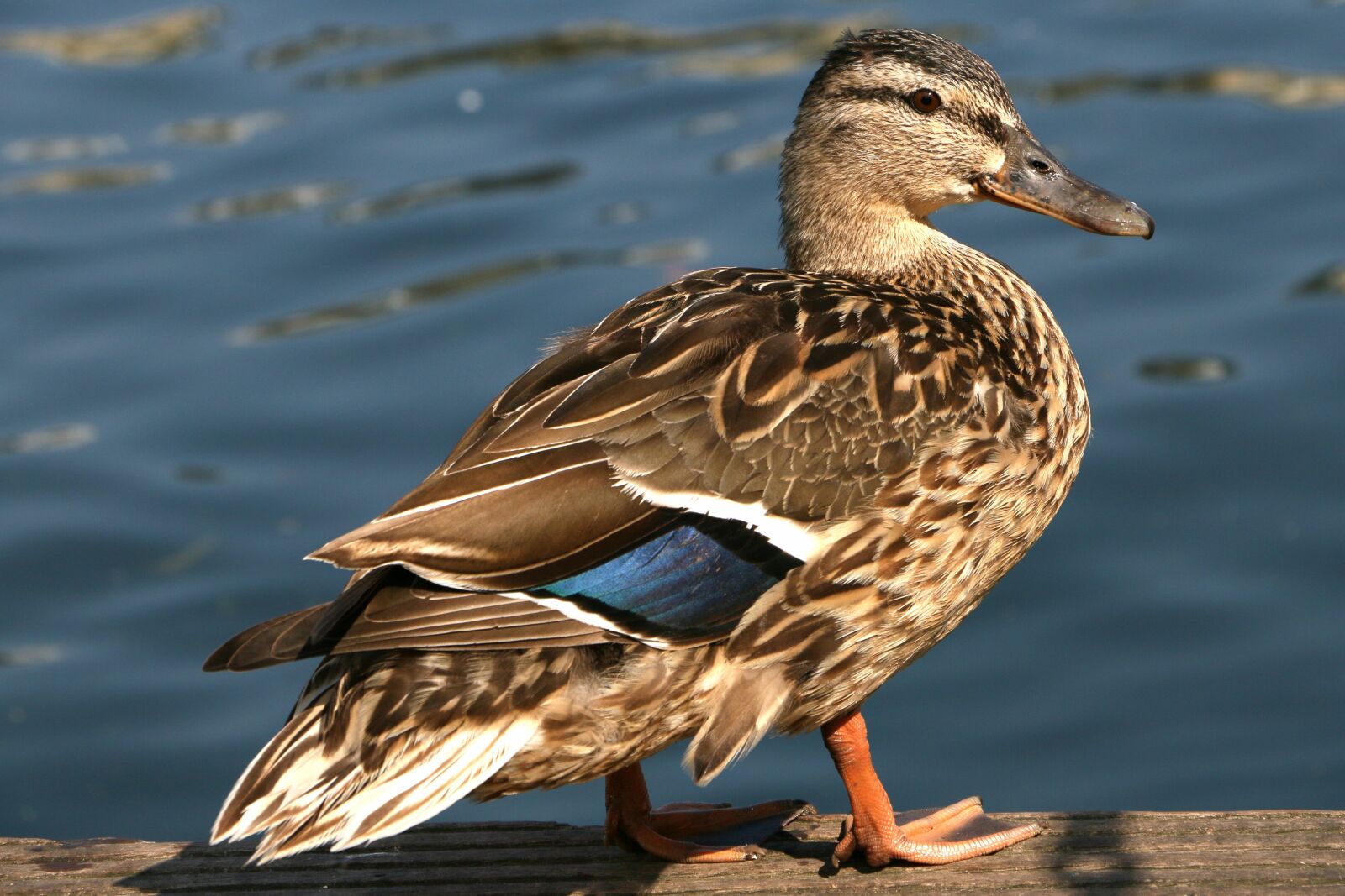 Canon EOS 70D sample photo. Duck, mallard, bird photography