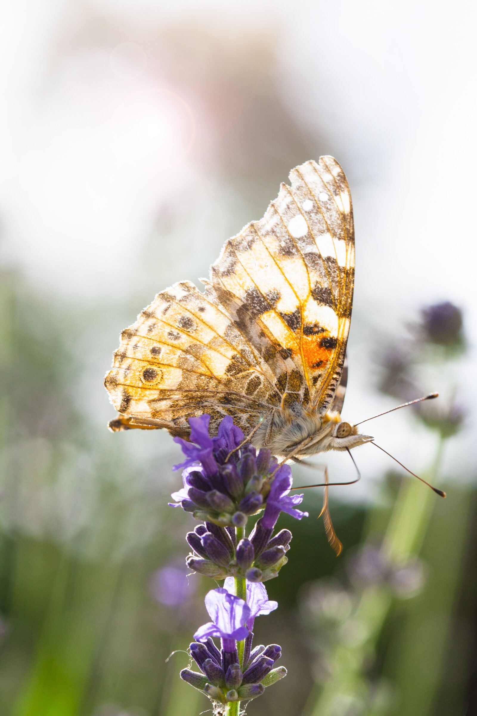 Canon EOS 1000D (EOS Digital Rebel XS / EOS Kiss F) + Canon EF 100mm F2.8 Macro USM sample photo. Butterfly, wing, lavender photography