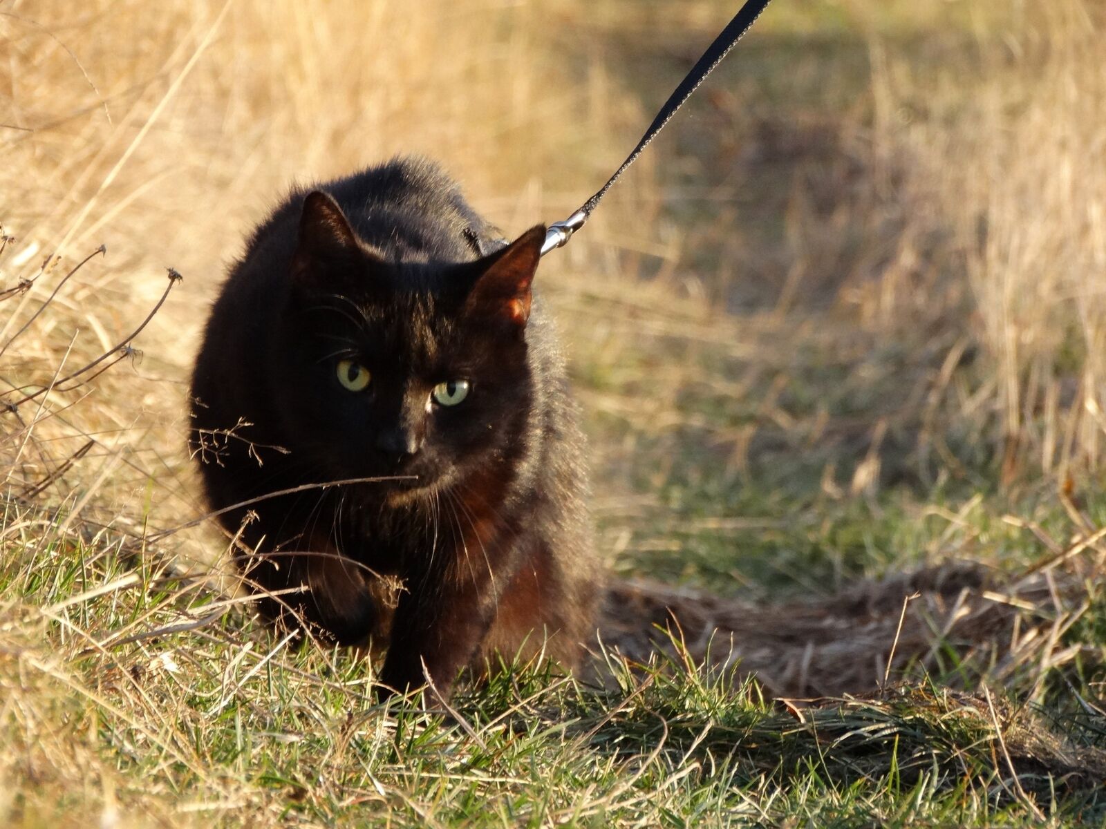 Sony Cyber-shot DSC-HX300 sample photo. Cat, animal, mammal photography