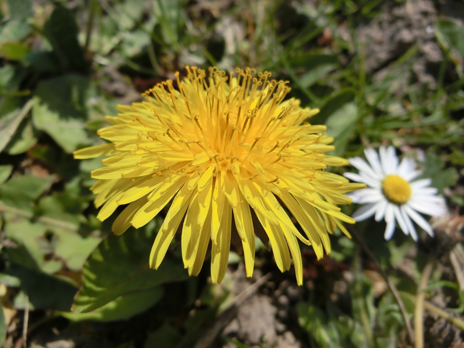 CASIO EX-ZR750 sample photo. Dandelion, daisy, yellow photography