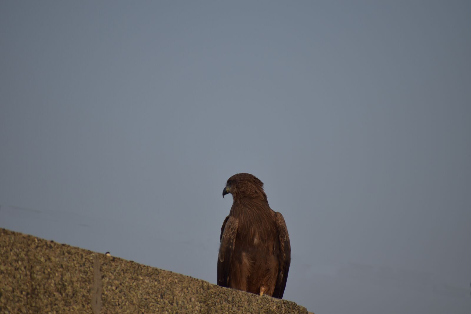 Nikon D5600 sample photo. Kite, basking, bird photography