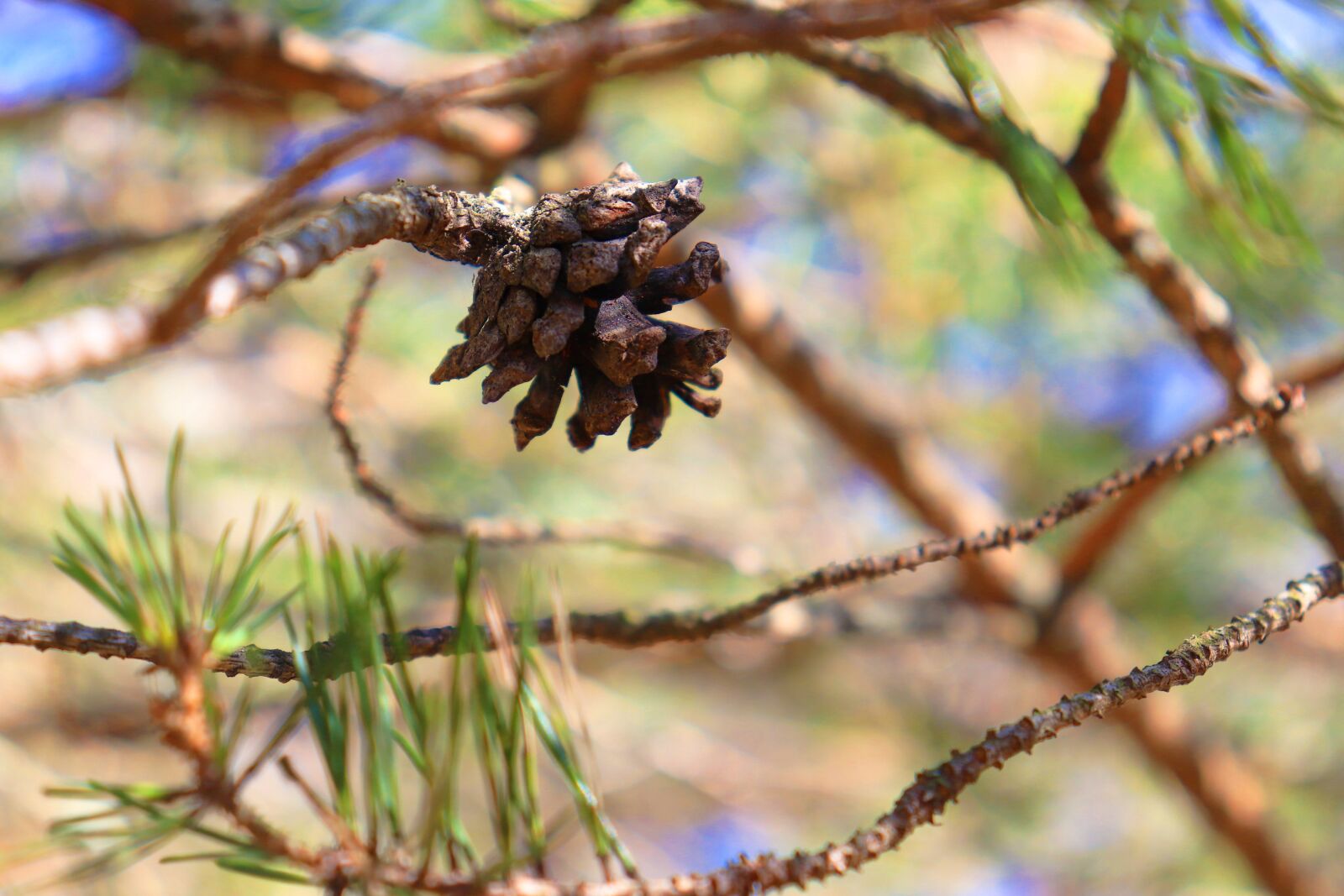 Canon EOS 77D (EOS 9000D / EOS 770D) sample photo. Pinecone, tree, nature photography