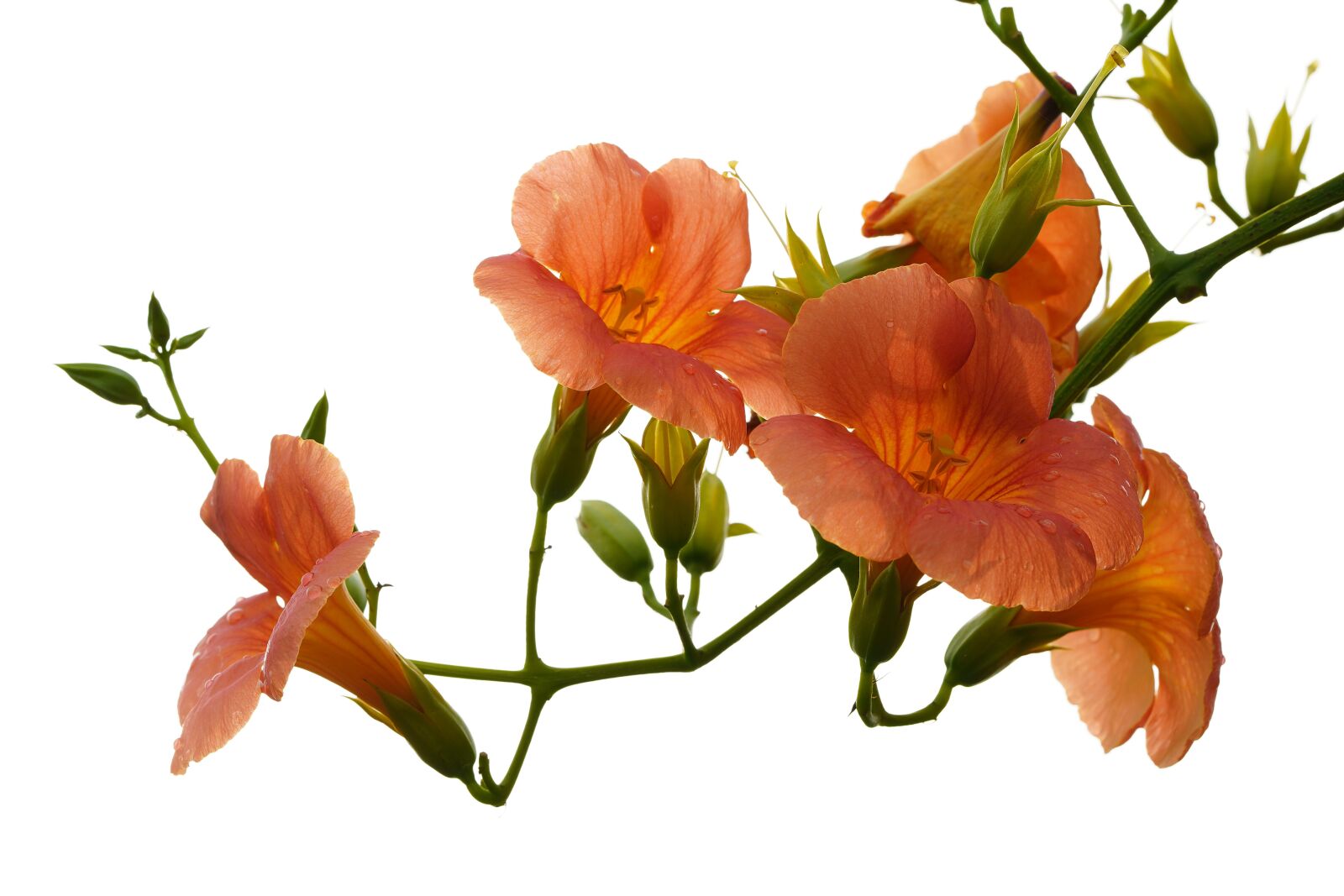 Sony a7R III + Sony FE 90mm F2.8 Macro G OSS sample photo. Denaturation, flower, campsis photography