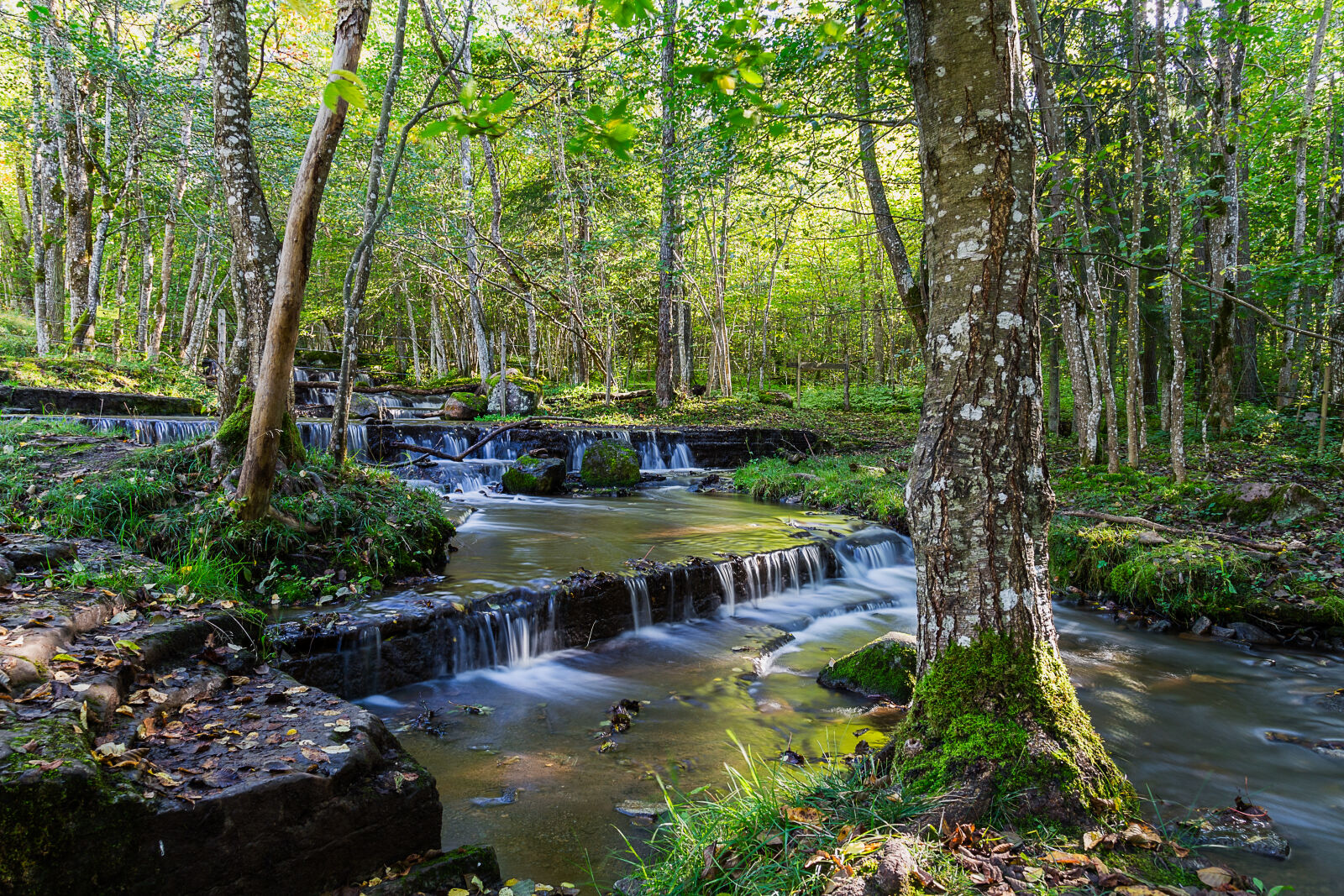 Canon EF 24-105mm F4L IS USM sample photo. Forest, long, exposure, nature photography