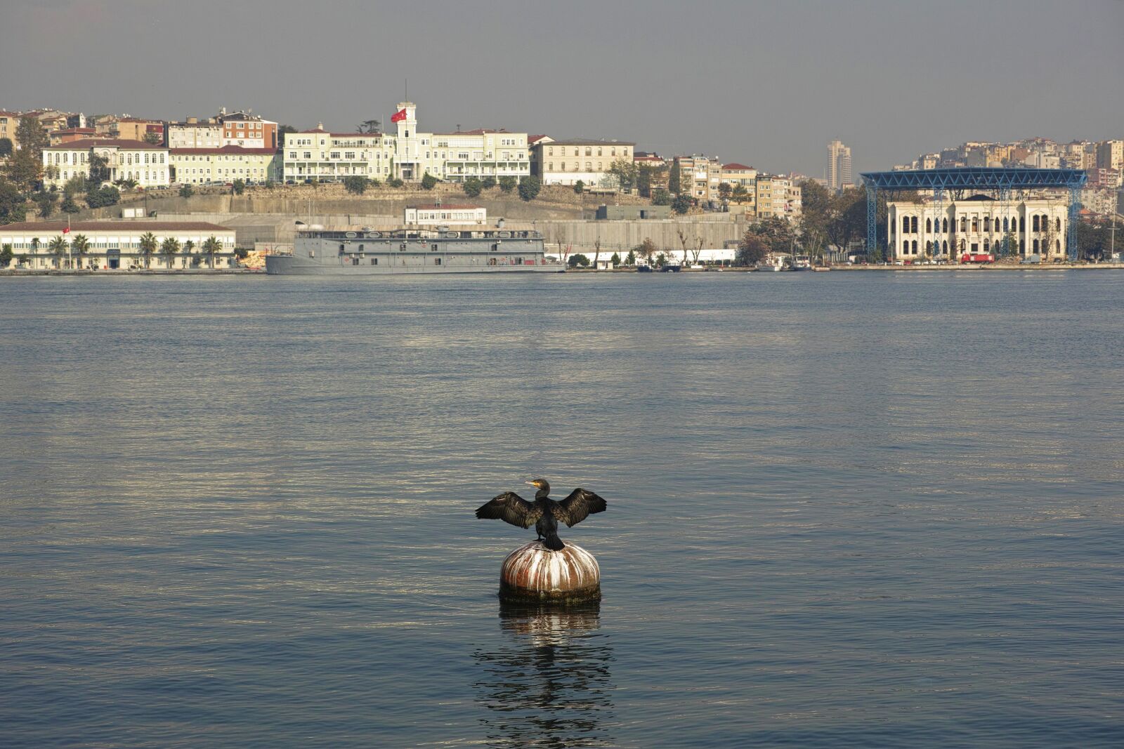 Sigma DP3 Merrill sample photo. Istanbul, nature, bird photography