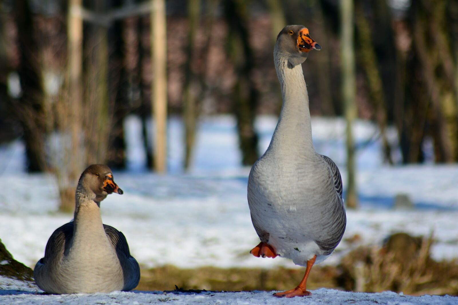 Nikon D5200 sample photo. H cker goose, winter photography