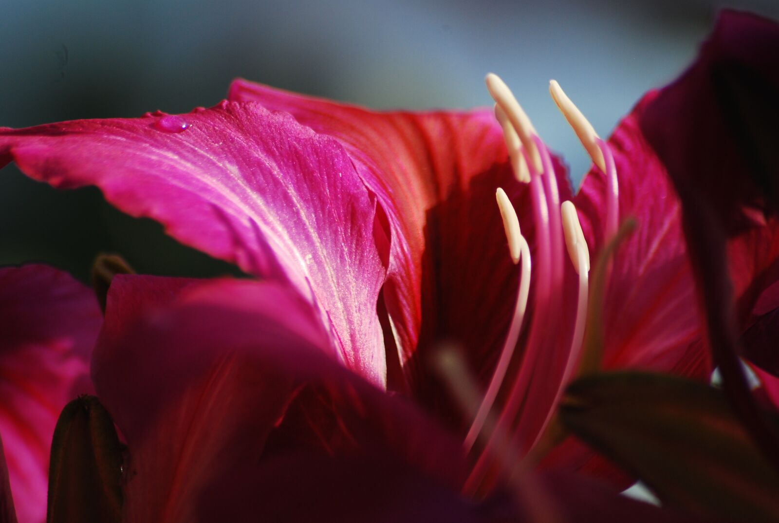 Nikon D80 sample photo. Nature, flower, petals photography