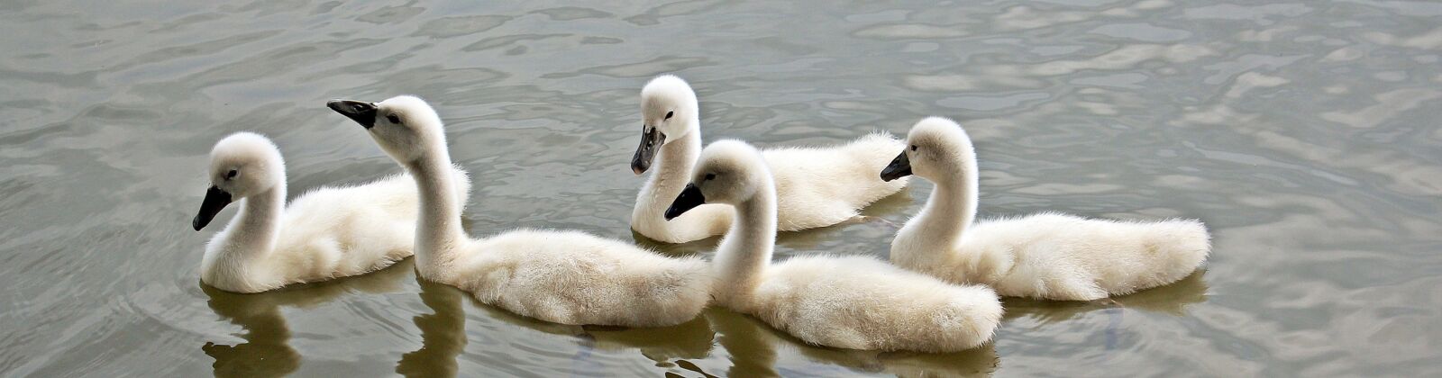 Canon EOS 550D (EOS Rebel T2i / EOS Kiss X4) sample photo. Swans, baby swans, water photography