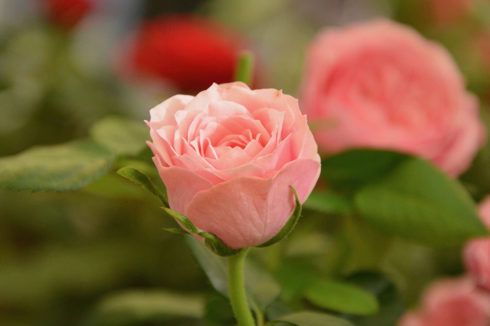Nikon D5200 sample photo. Flower, pink, pale pink photography