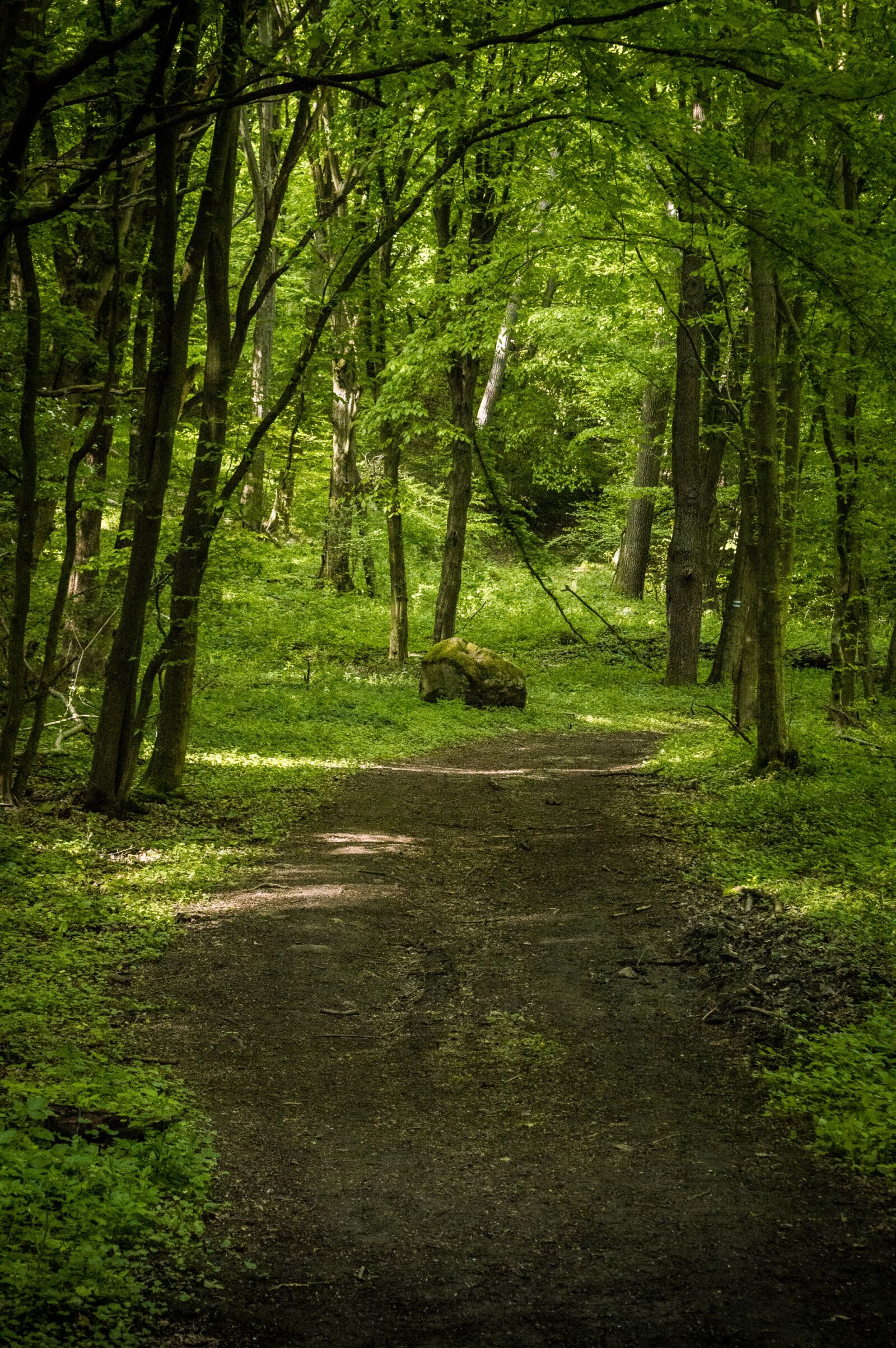 Nikon D3200 sample photo. Forest, pilis, spring photography