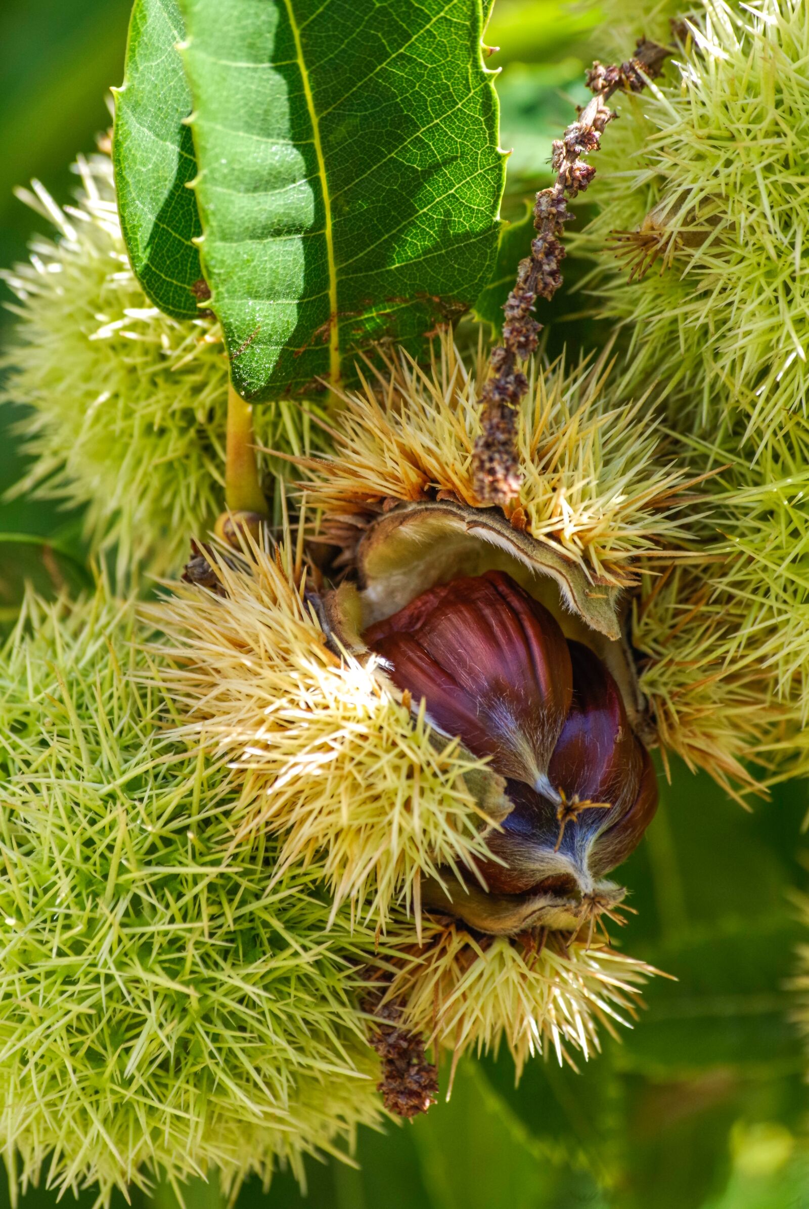 Pentax K-30 sample photo. Chestnut, tree, fruit photography