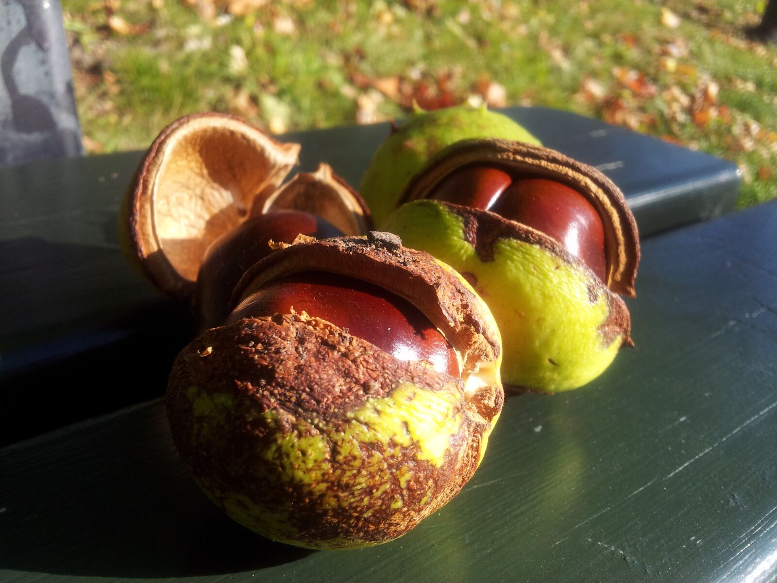 Samsung Galaxy S2 sample photo. Chestnuts, chestnut, autumn photography
