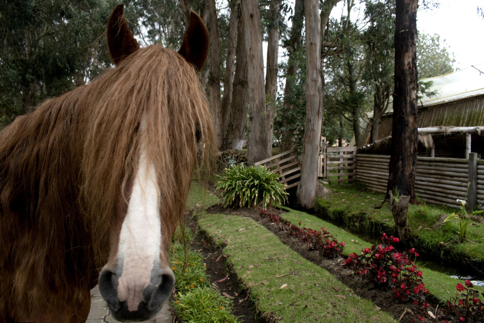 Nikon D3500 sample photo. Horses, nature, tree photography
