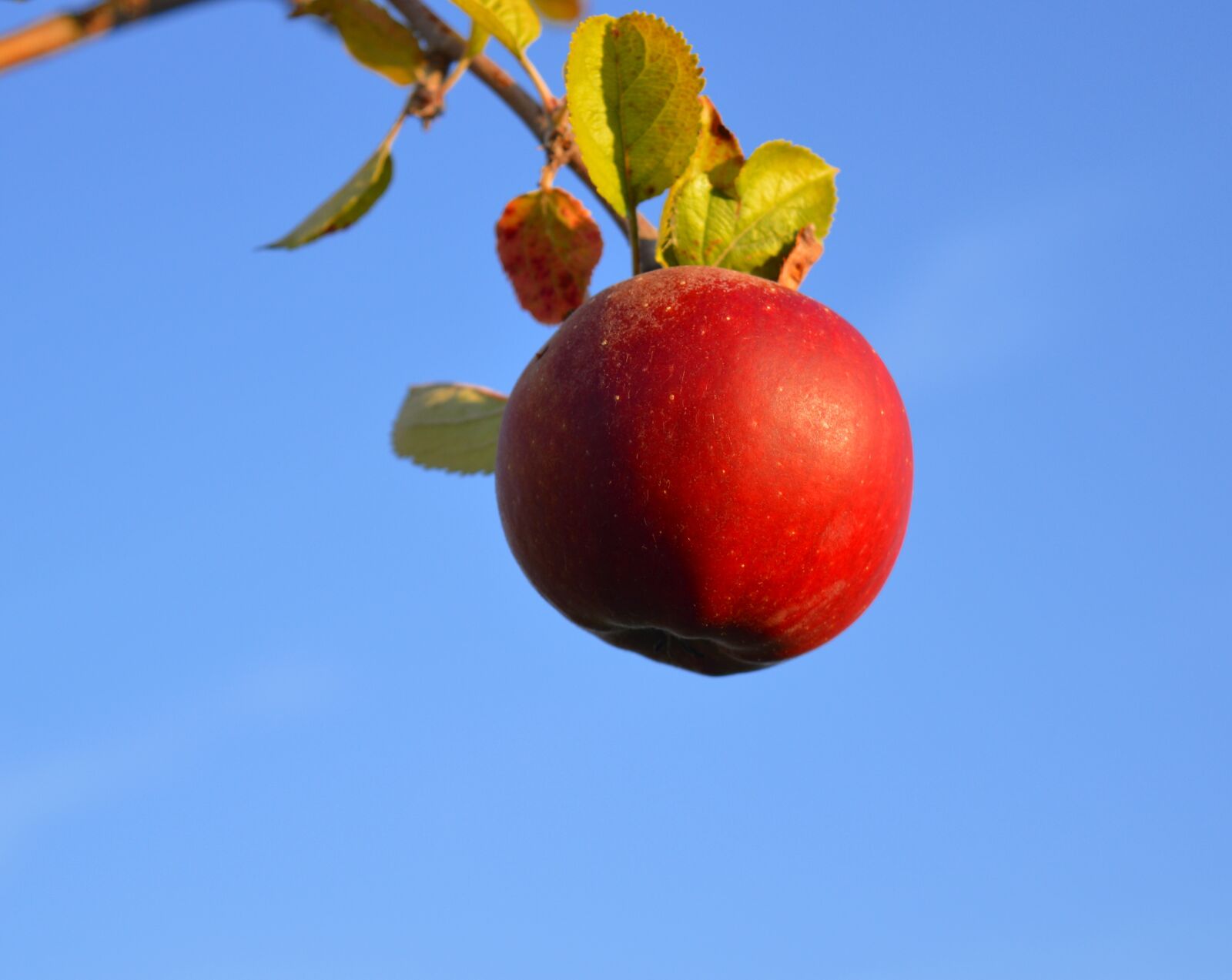 Nikon D3200 sample photo. Apple, red, red apple photography