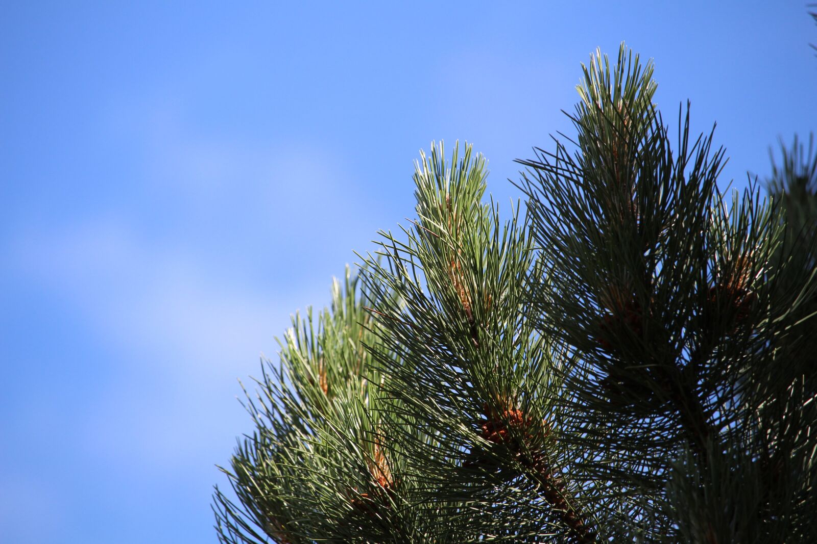Canon EF-S 55-250mm F4-5.6 IS STM sample photo. Pine, conifer, tree photography