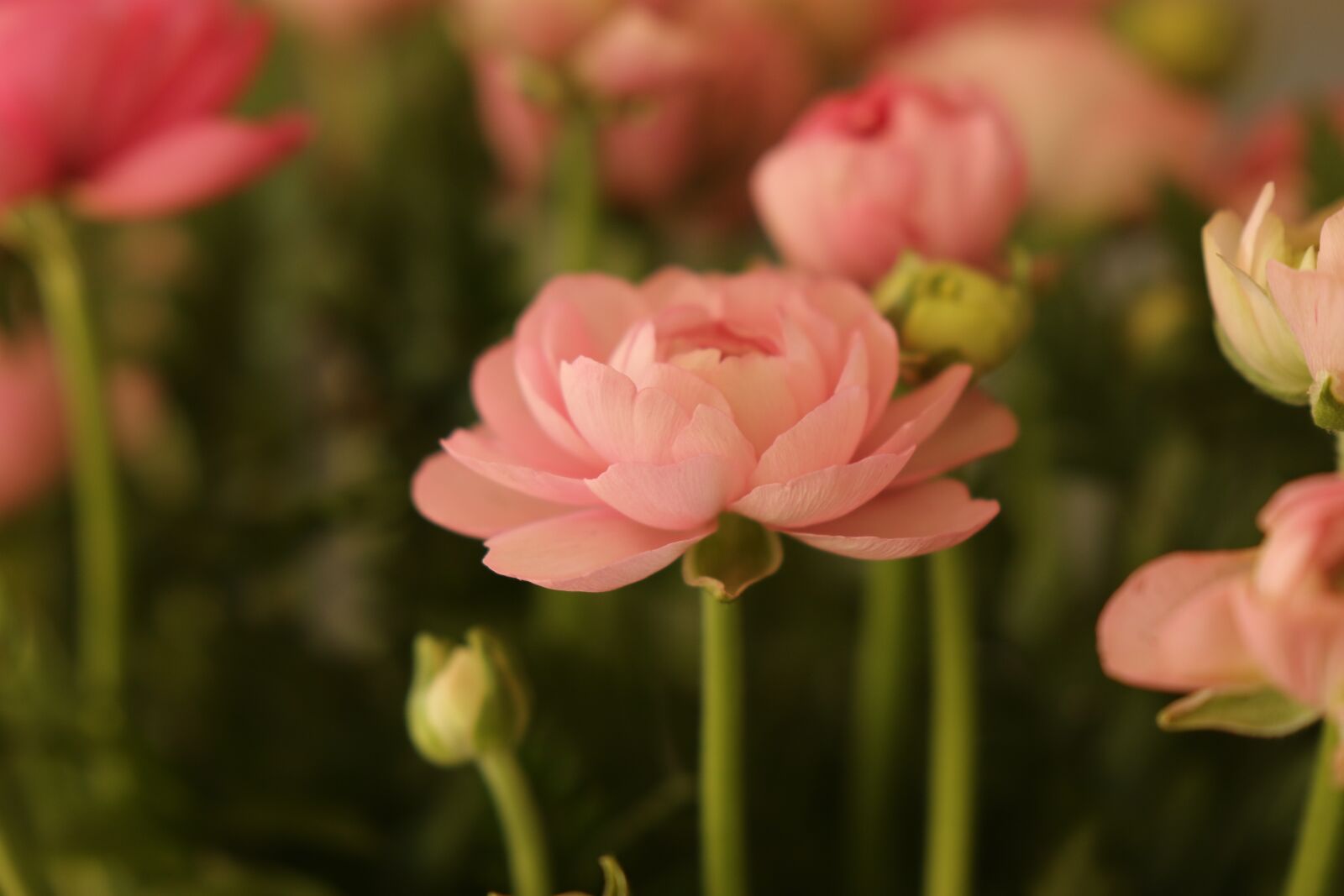 Canon EOS 7D Mark II sample photo. Buttercup, flower, pink photography