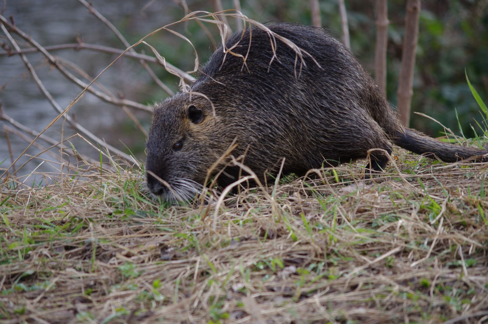 Pentax K-x sample photo. Nutria, coypu, neozoa photography