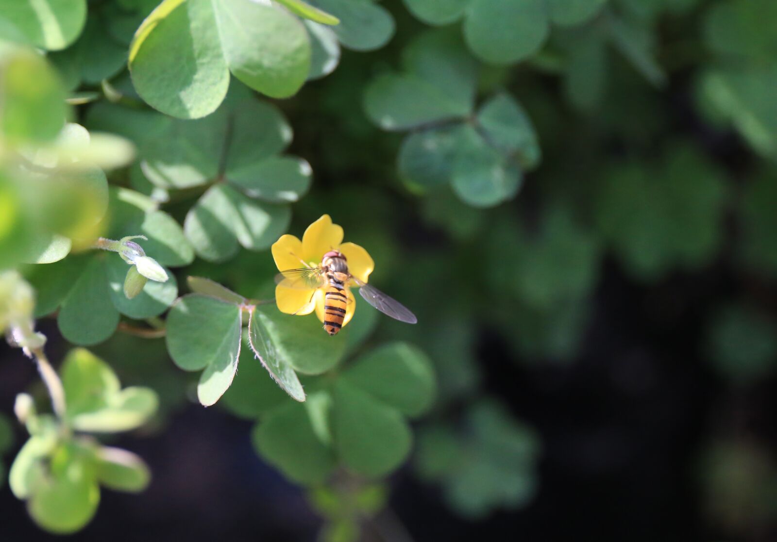 Canon EF 24-70mm F4L IS USM sample photo. Grass vinegar sauce, flower photography