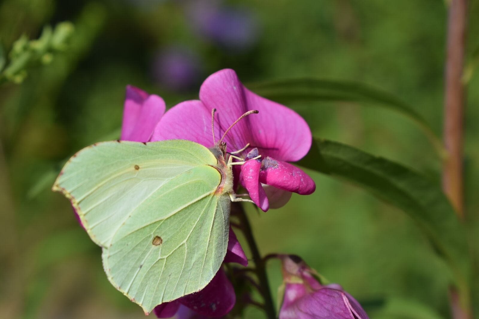 Nikon D3300 sample photo. Butterfly, flower, white photography