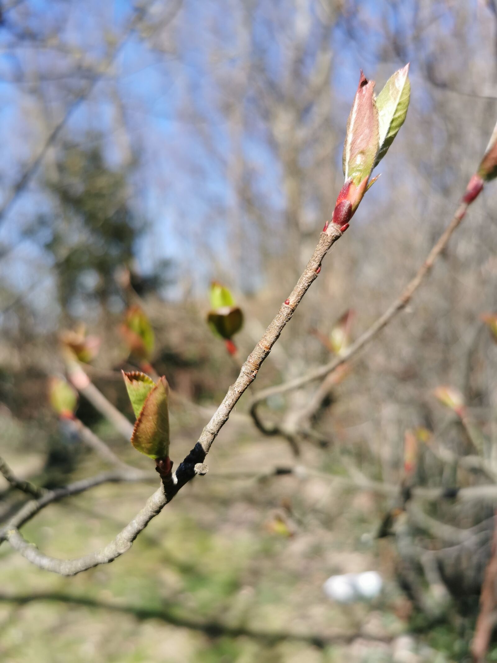 HUAWEI P30 Pro sample photo. Sprig, spring, nature photography