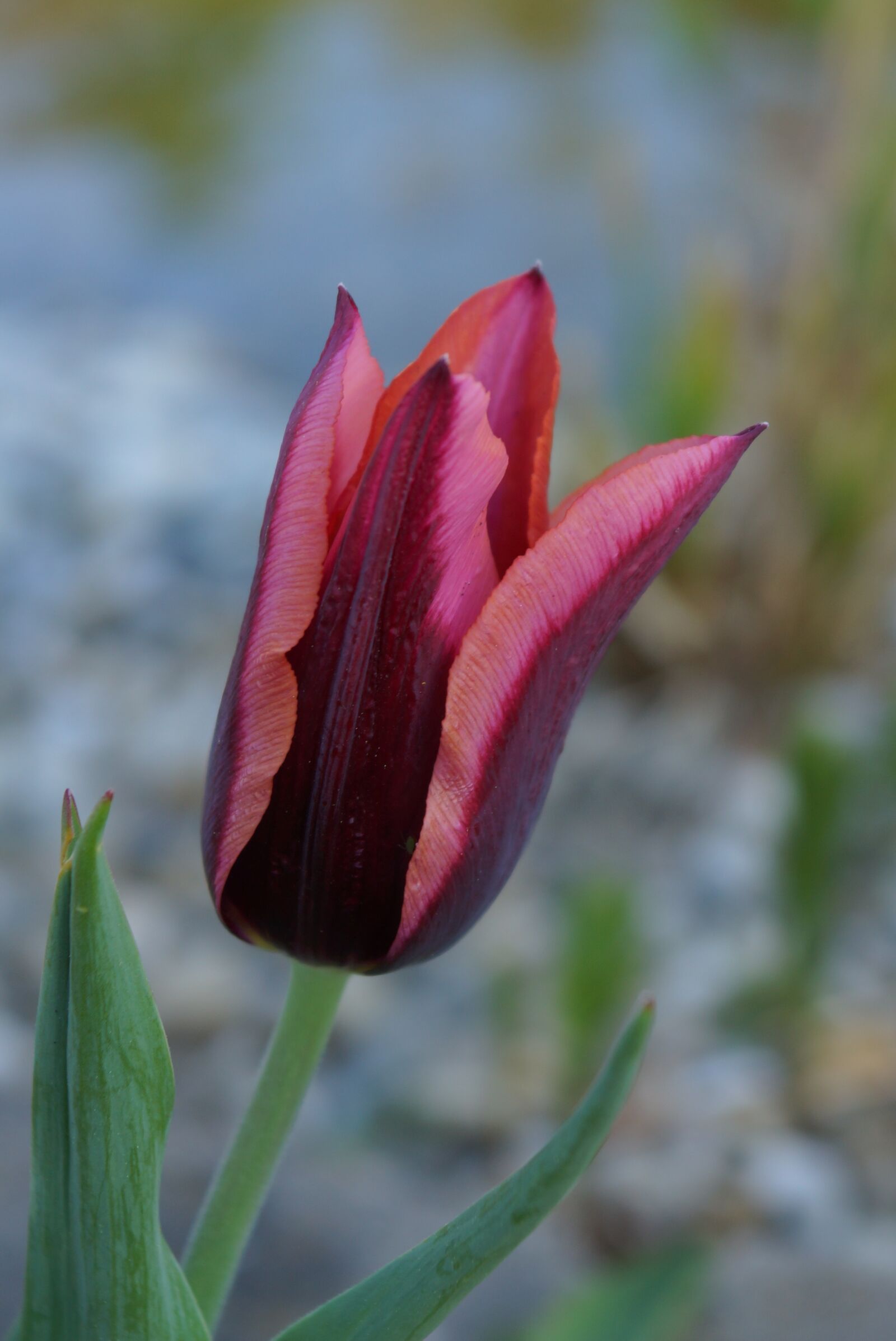 Sony SLT-A77 sample photo. Tulip, red, slawa photography