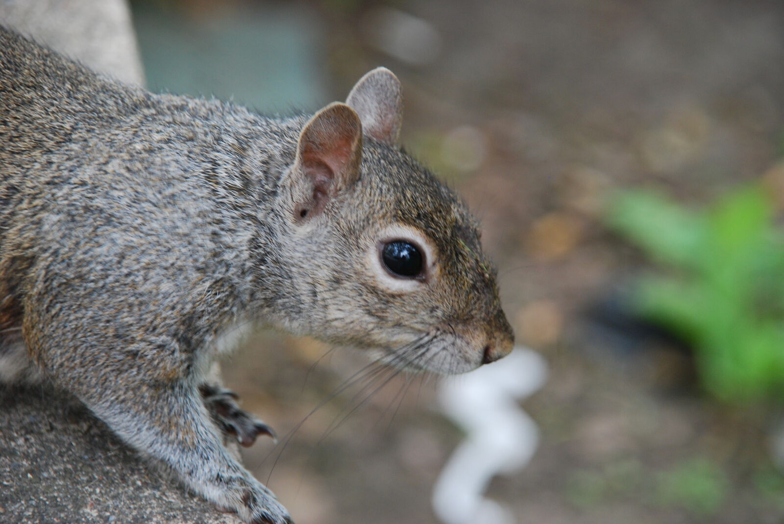 Sigma 18-200mm F3.5-6.3 DC sample photo. Squirrel photography