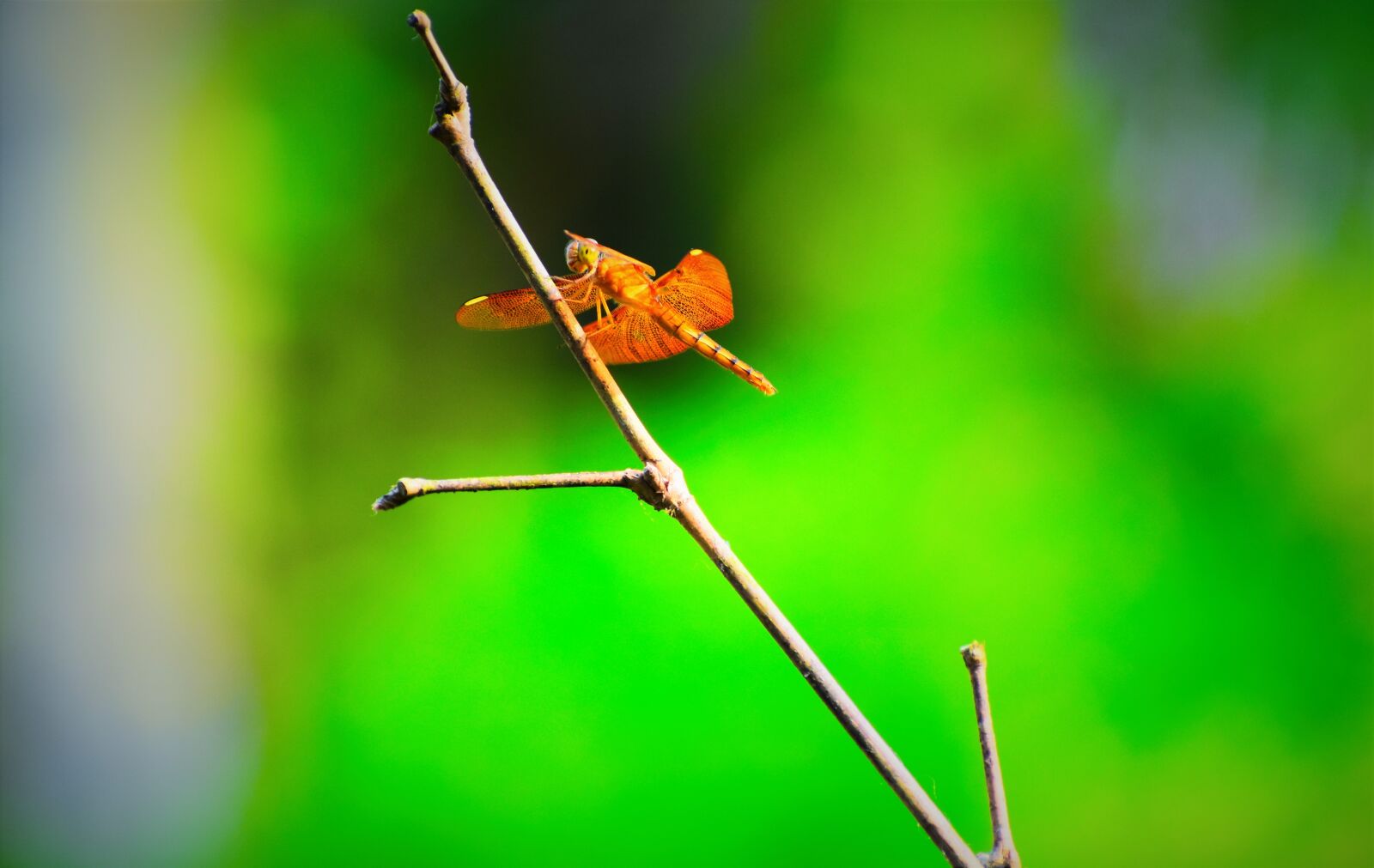 Nikon D5600 sample photo. Nature, insect, outdoors photography