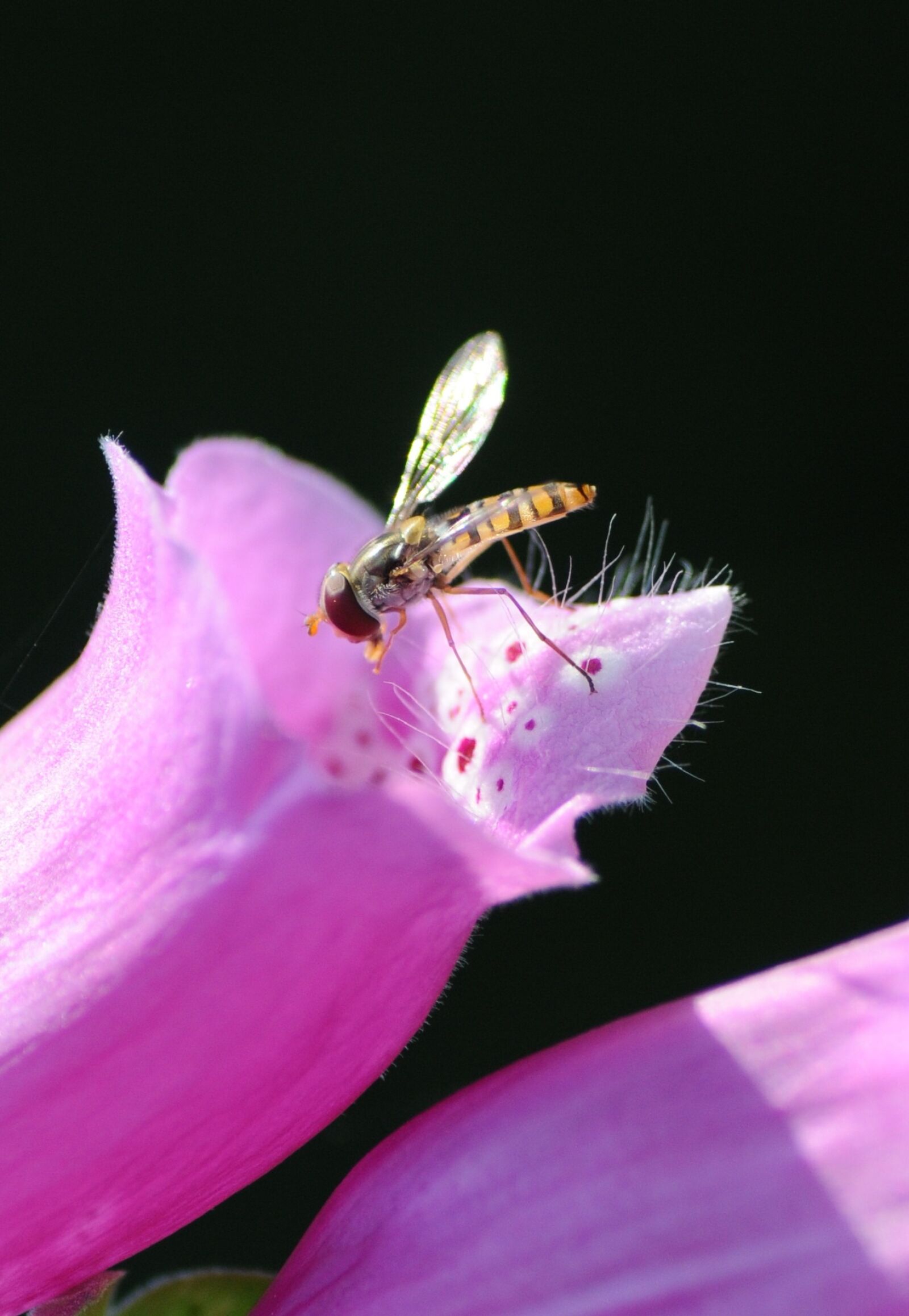 Nikon D300S sample photo. Insect, blossom, bloom photography