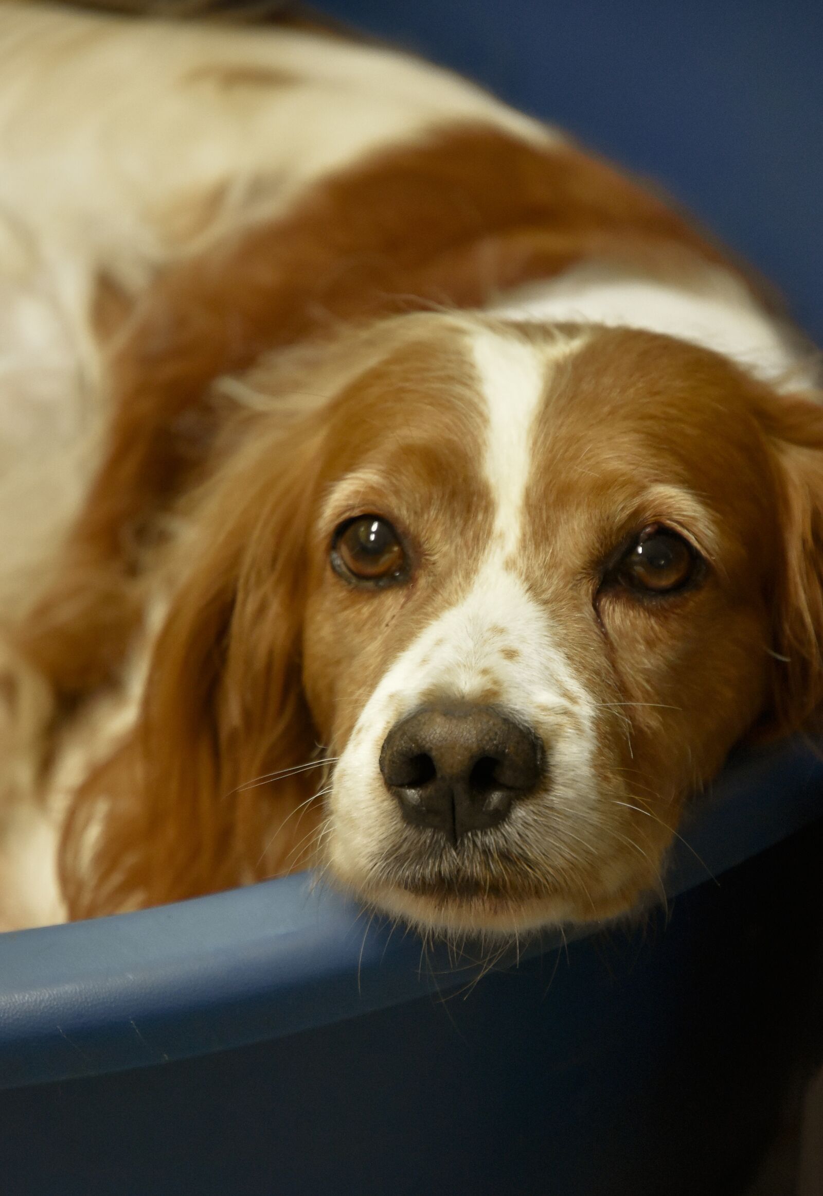 Nikon D7200 sample photo. Epagneul breton, spaniel, breton photography