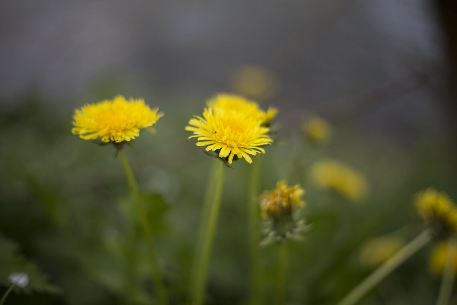 Canon EOS 6D + Canon EF 50mm F1.4 USM sample photo. Flower, dandelion photography