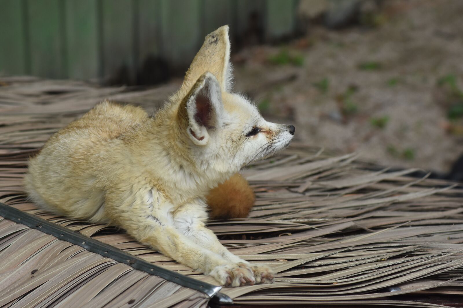 Nikon D7200 sample photo. Desert fox, zoo, animal photography