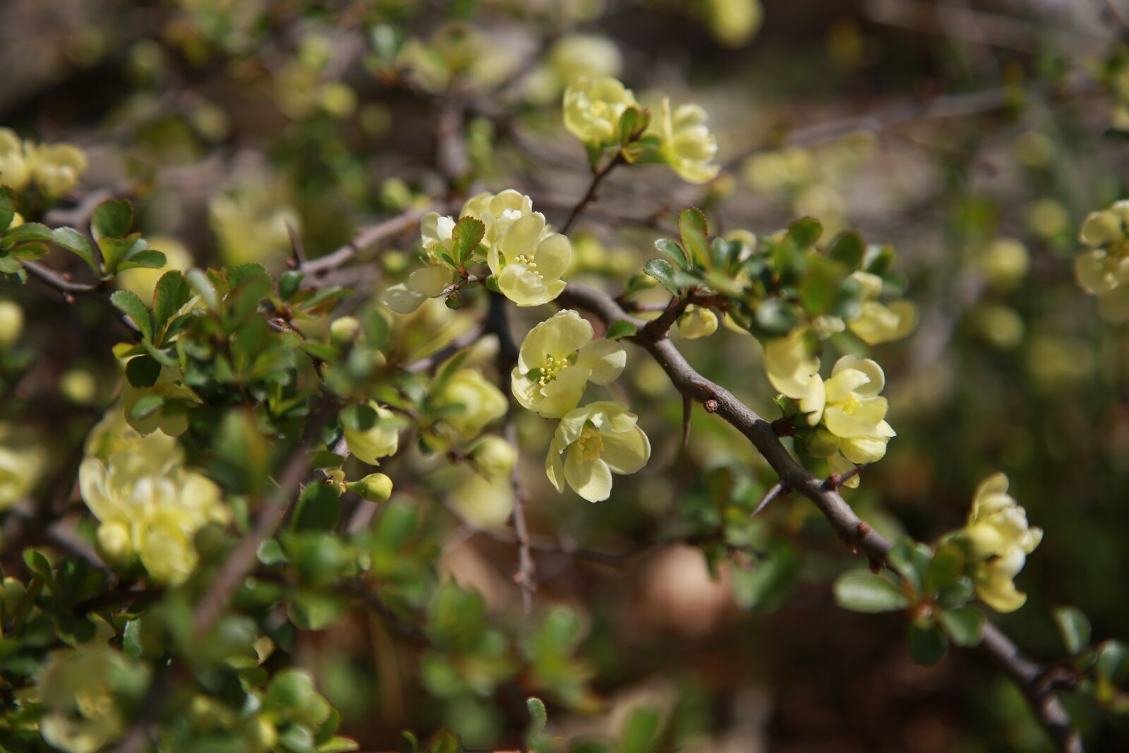 Canon EOS 6D + Canon EF 24-105mm F4L IS USM sample photo. Flowers, plants, nature photography