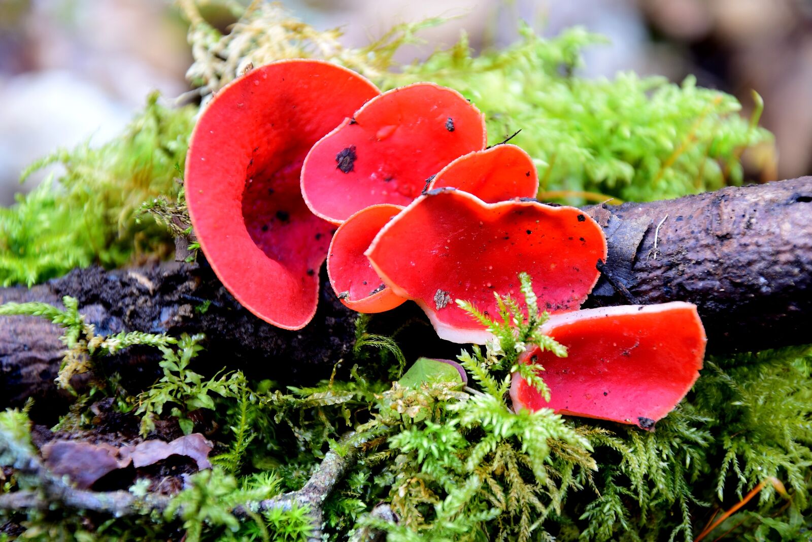 Nikon D5300 sample photo. Pils, red, forest photography