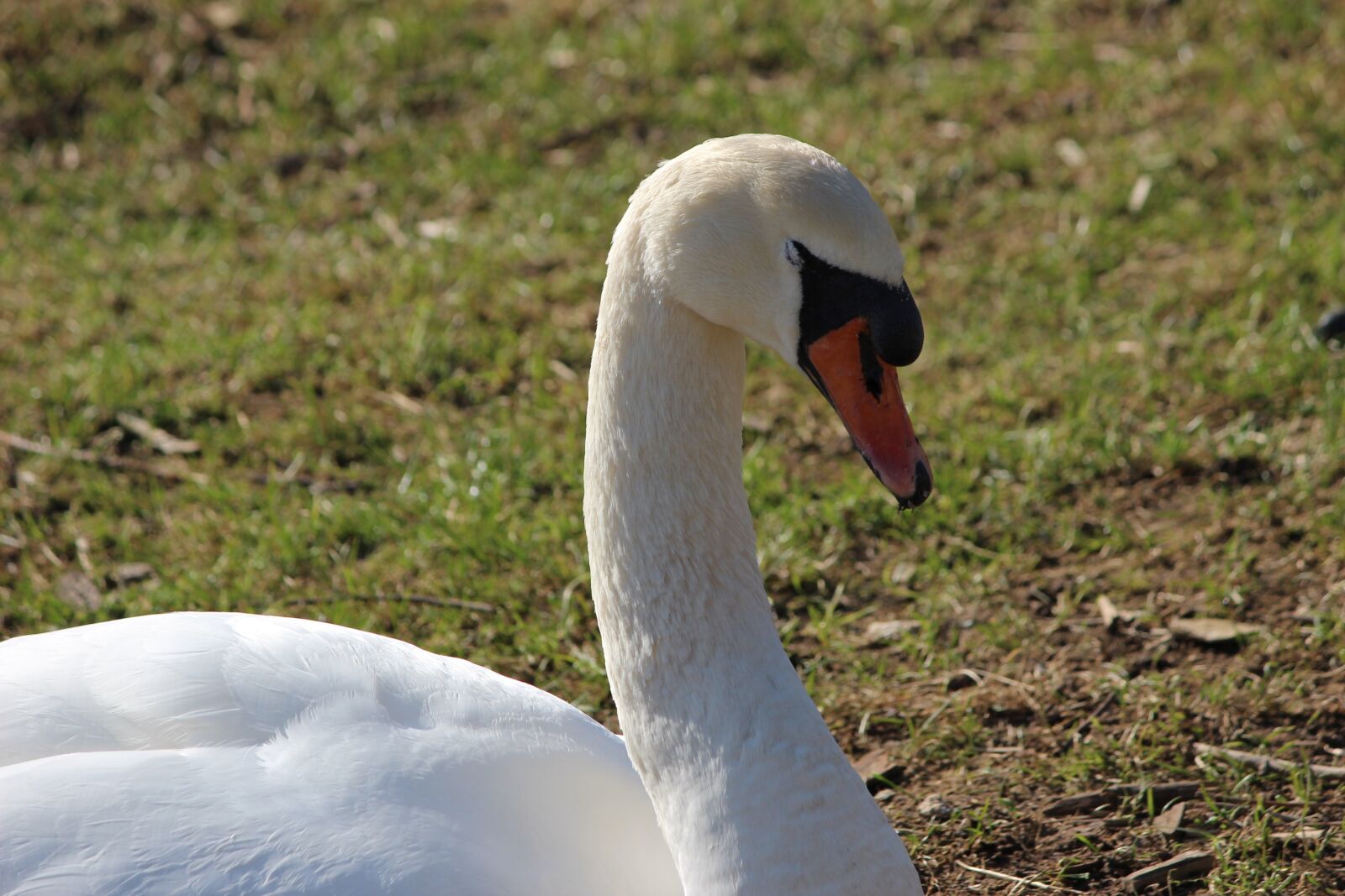 Canon EOS 600D (Rebel EOS T3i / EOS Kiss X5) sample photo. Nature, bird, animal world photography