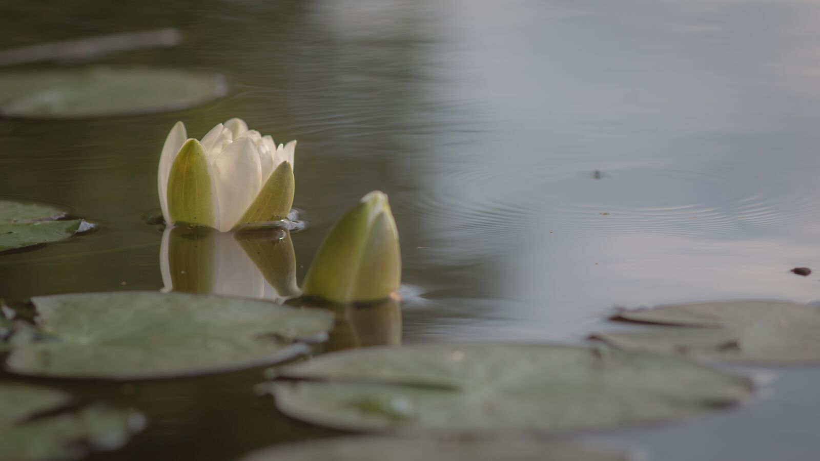 Canon EOS 70D sample photo. Water lily, summer, river photography